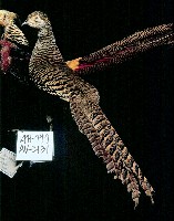 藏品(金雞)的圖片